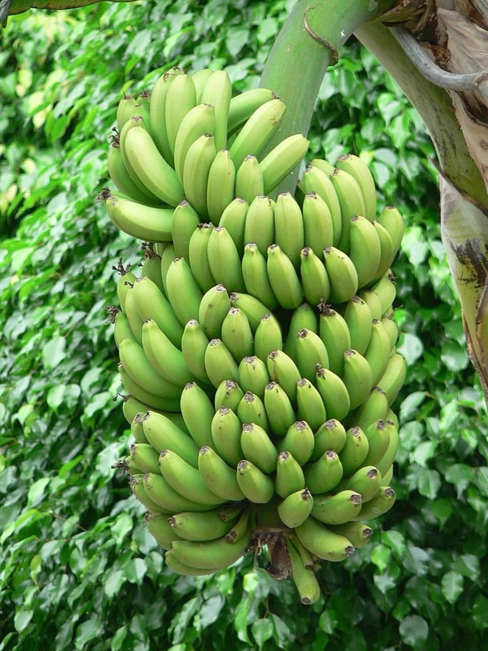 Bananai, Žalias, Medis, Bananas, Medžiai, Augalai, Flora, Nemokamos Nuotraukos,  Nemokama Licenzija