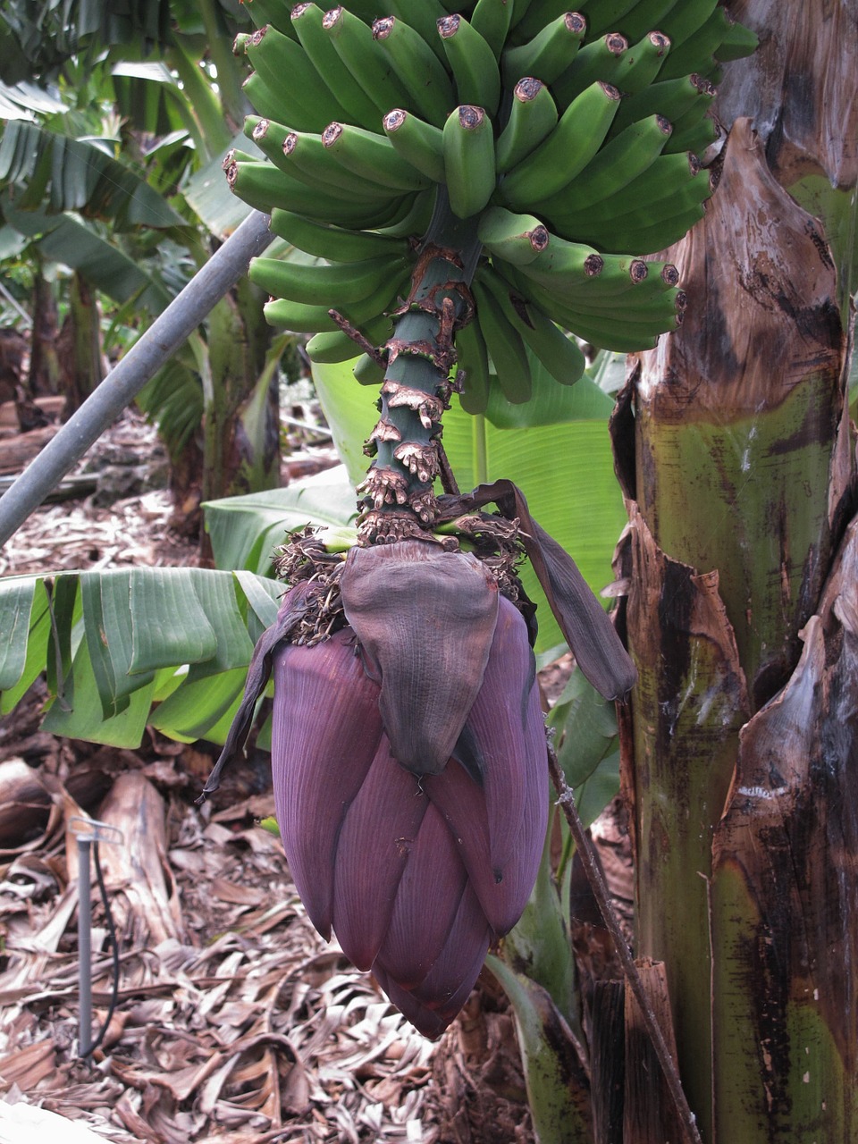 Bananai, Bananinis Krūmas, Bananų Gėlė, La Palma, Bananų Plantacijos, Nemokamos Nuotraukos,  Nemokama Licenzija