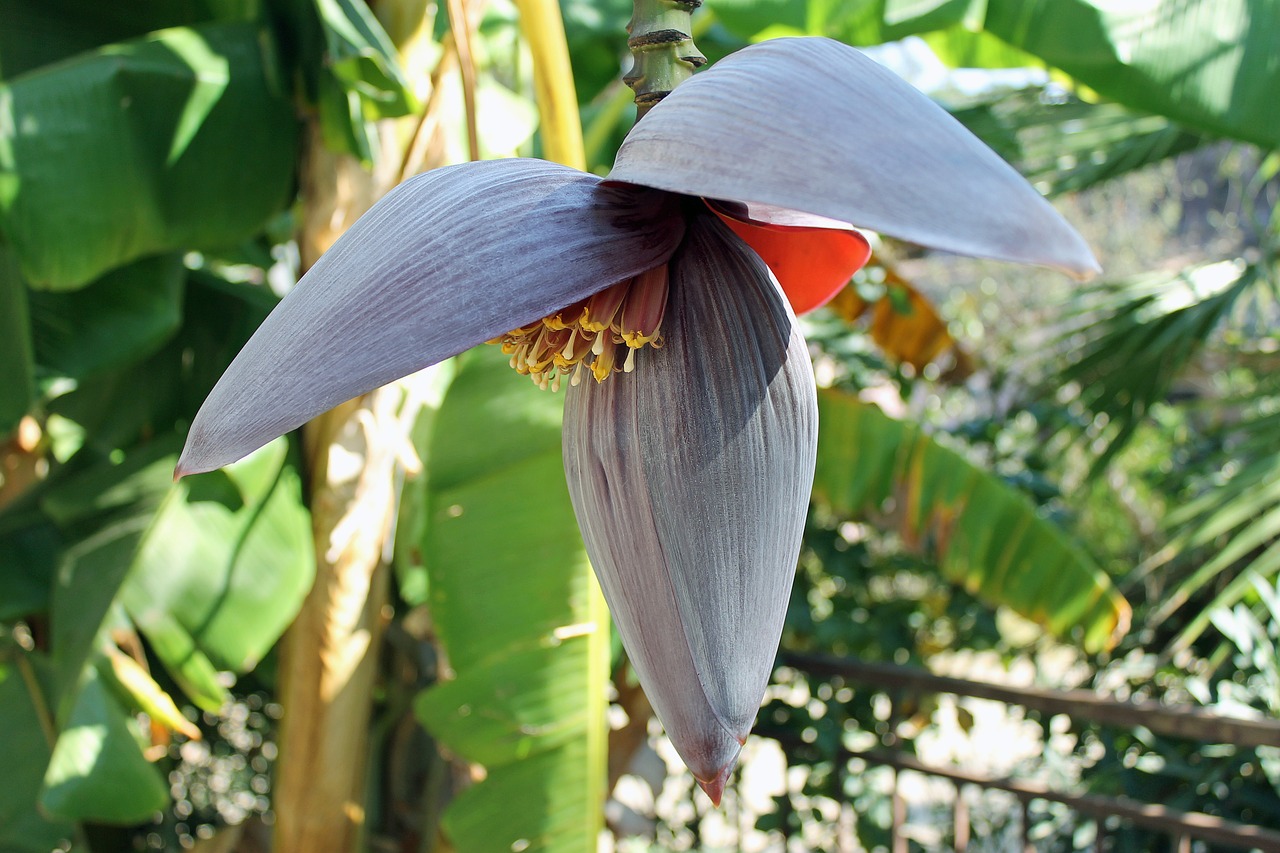 Bananai, Bananas, Sodas, Žalias, Gamta, Lapai, Gėlės, Bananų Gėlės, Medis, Augalai