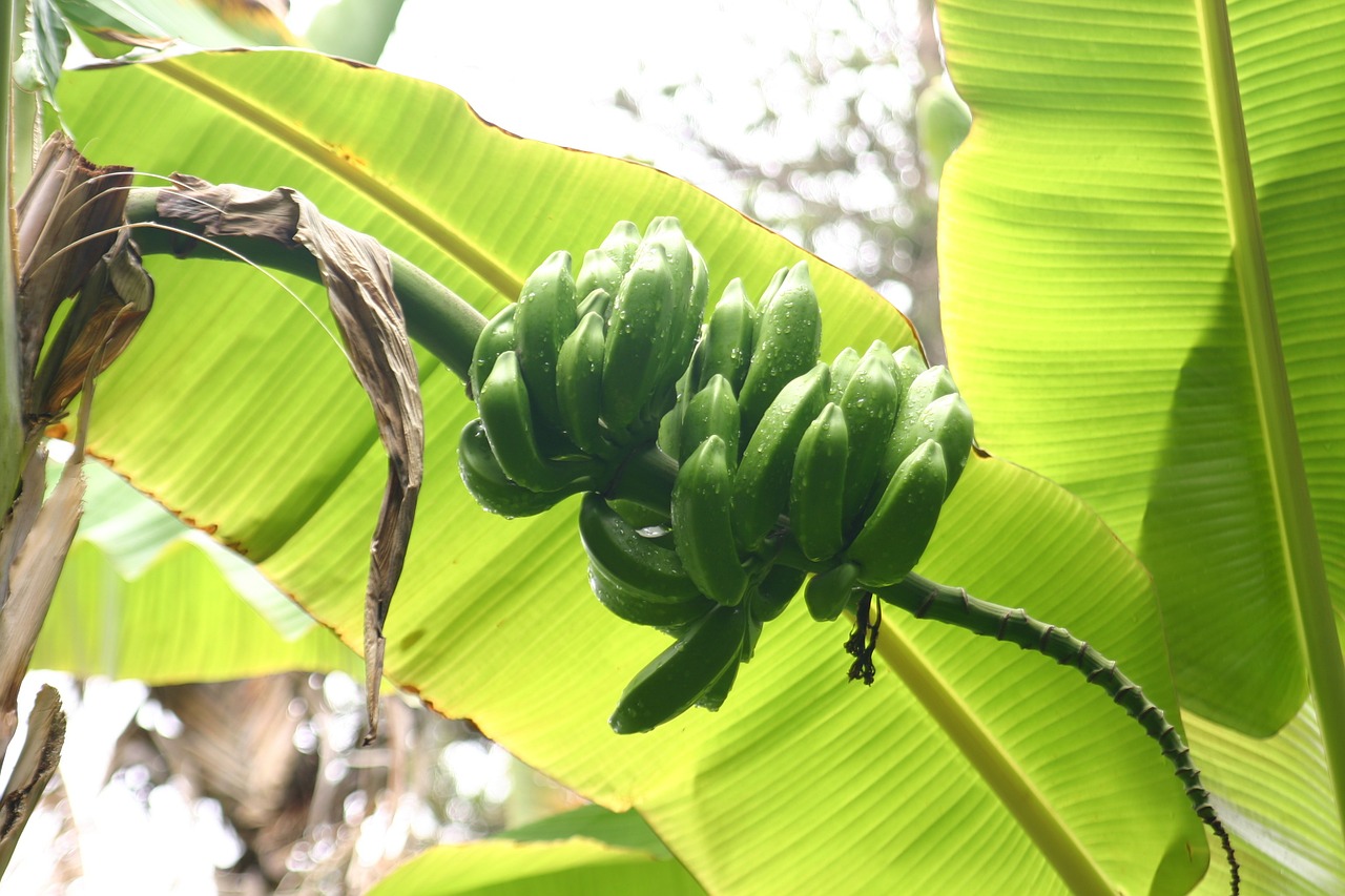 Bananai, Lapai, Krūmas, Augalas, Žalias, Atogrąžų, Bananų Medis, Bananų Augalas, Vaisiai, Nemokamos Nuotraukos