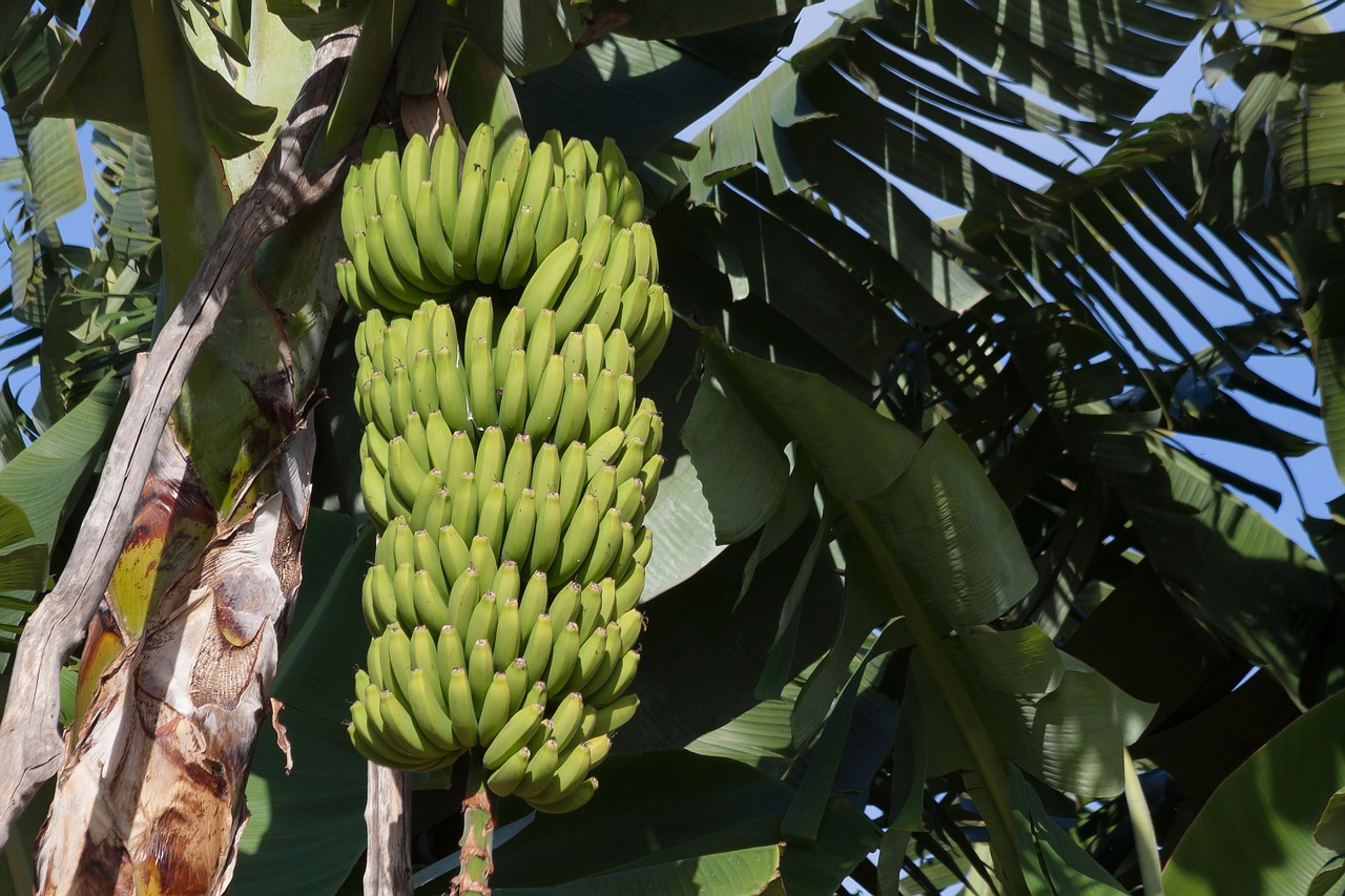 Bananai, Musa, Gentis, Bananų Augalai, Musaceae, Užpildas, Plantacija, Desertinis Bananas, Egzotiškas, Valgyti