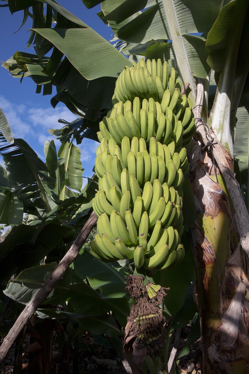 Bananai, Musa, Gentis, Musaceae, Užpildas, Plantacija, Desertinis Bananas, Egzotiškas, Valgyti, Maistas