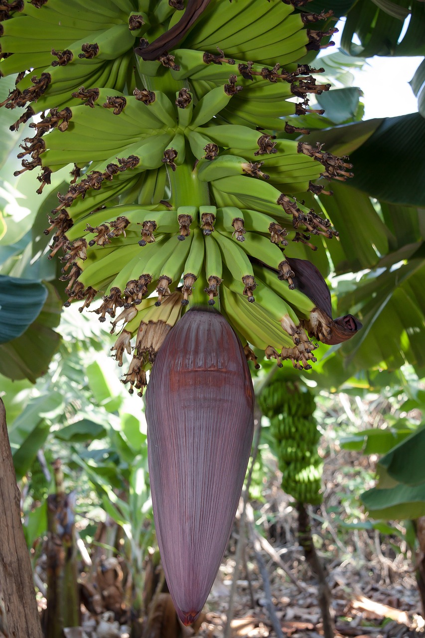 Bananai, Musa, Gentis, Bananų Augalas, Musaceae, Užpildas, Žiedas, Žydėti, Plantacija, Desertinis Bananas