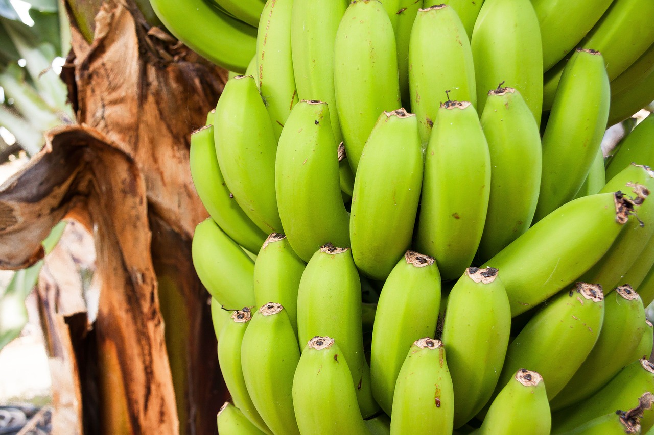Bananai, Musa, Gentis, Bananų Augalas, Musaceae, Užpildas, Plantacija, Desertinis Bananas, Egzotiškas, Valgyti