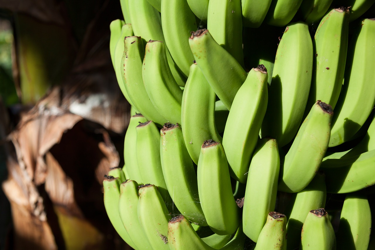 Bananai, Musa, Gentis, Musaceae, Užpildas, Plantacija, Desertinis Bananas, Egzotiškas, Valgyti, Maistas