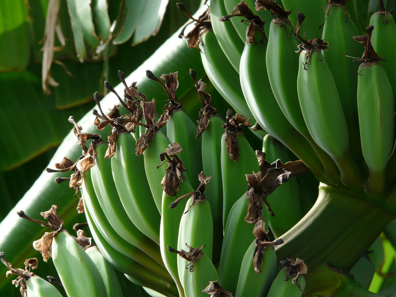 Bananai, Bananų Krūva, Krūmas, Žalias, Desertinis Bananas, Obstbanane, Bananas, Bananai Musa, Bananų Augalas, Musaceae
