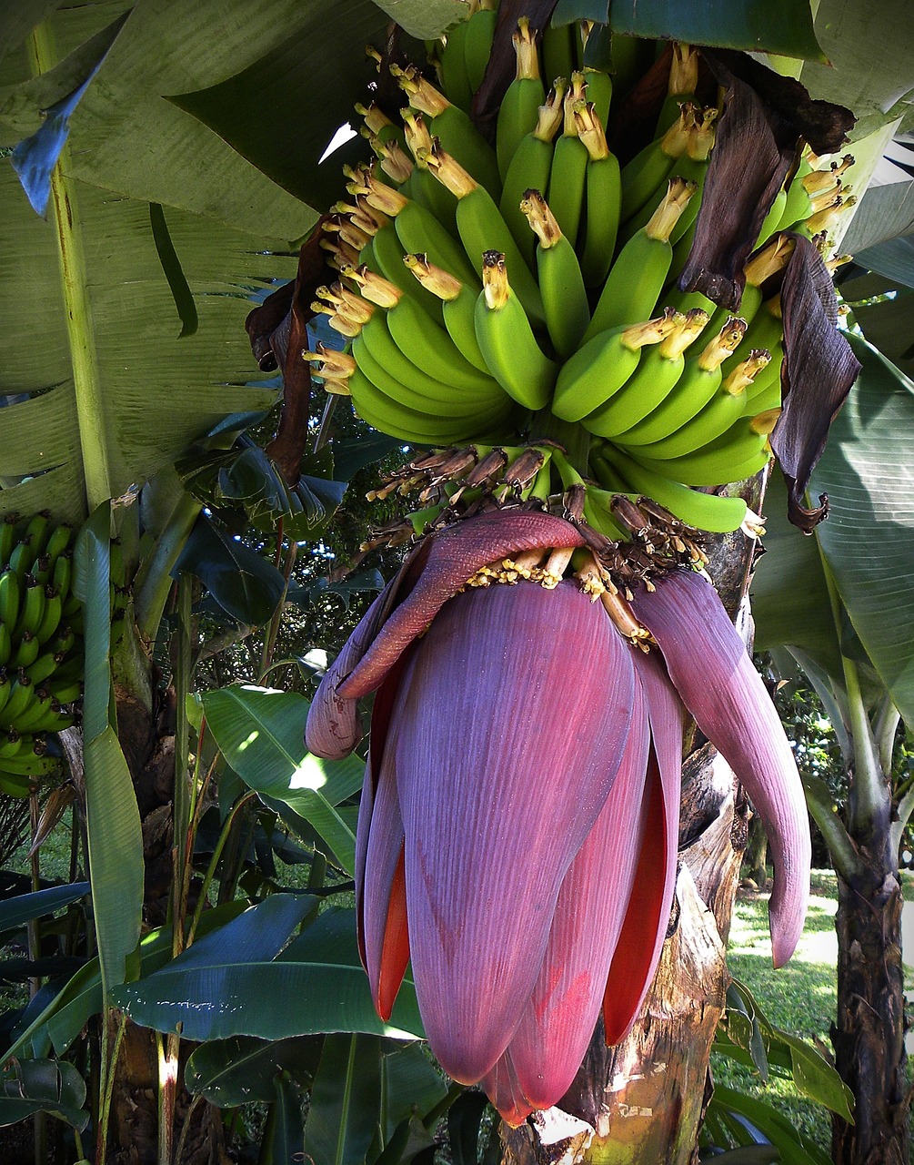 Bananai, Žiedas, Žydėti, Vaisiai, Žalias, Kosta Rika, Nemokamos Nuotraukos,  Nemokama Licenzija