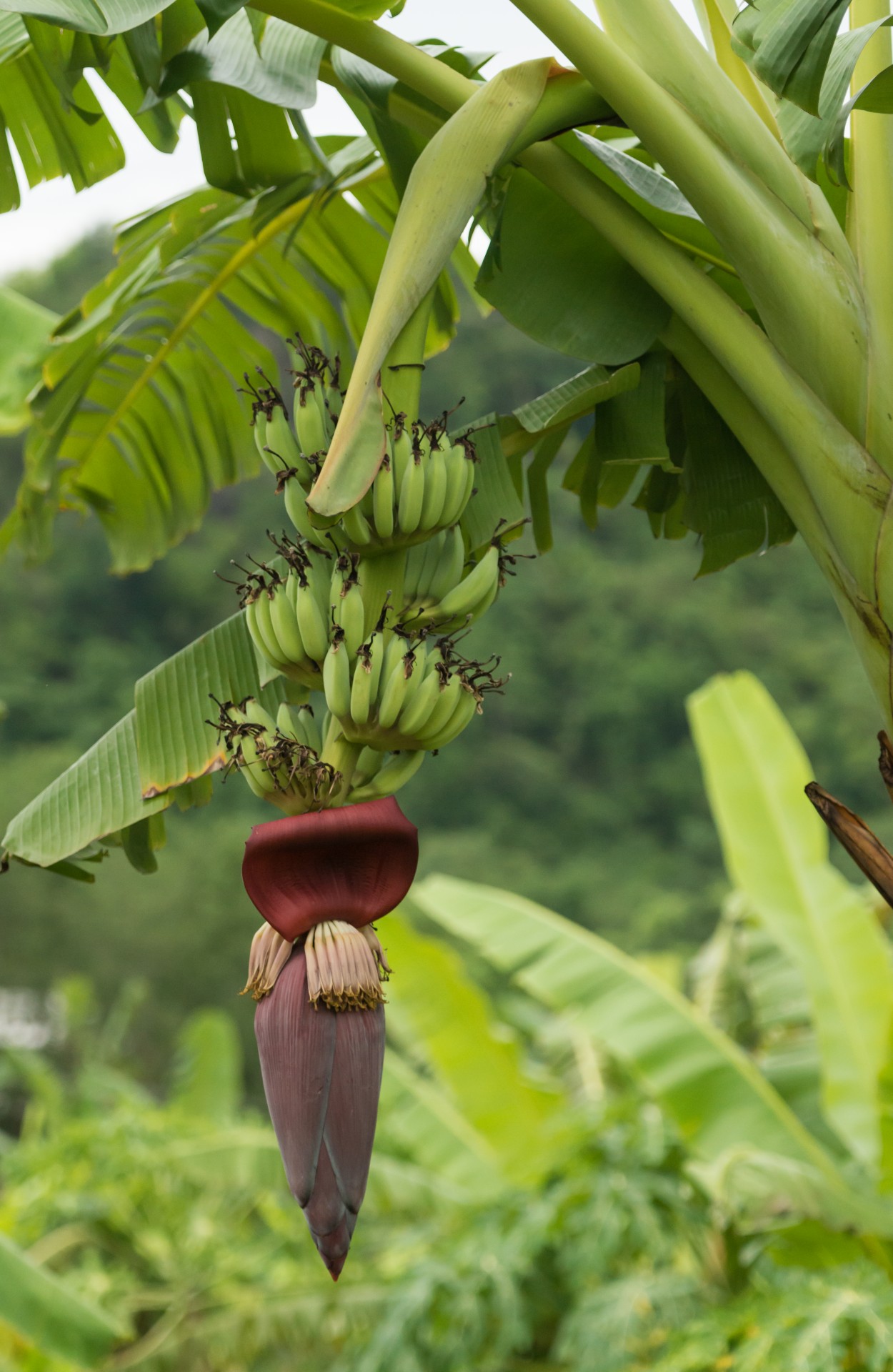 Bananas,  Tailandas,  Gamta,  Maistas,  Gėlė,  Pavasaris,  Spalvos,  Bananas, Nemokamos Nuotraukos,  Nemokama Licenzija