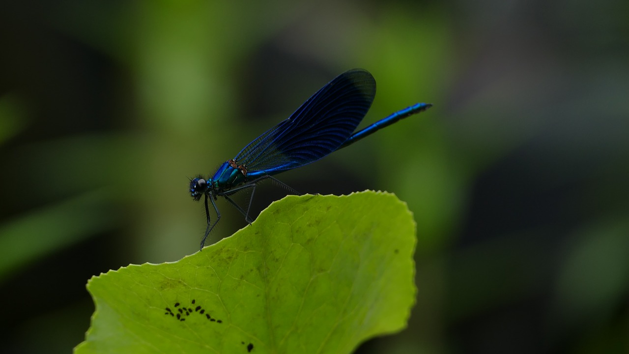 Surištas Demoiselle,  Dragonfly,  Mėlyna,  Juodos Spalvos,  Re,  Sparnas,  Pobūdį,  Makro Fotografija,  Beekjuffer,  Metaalglans