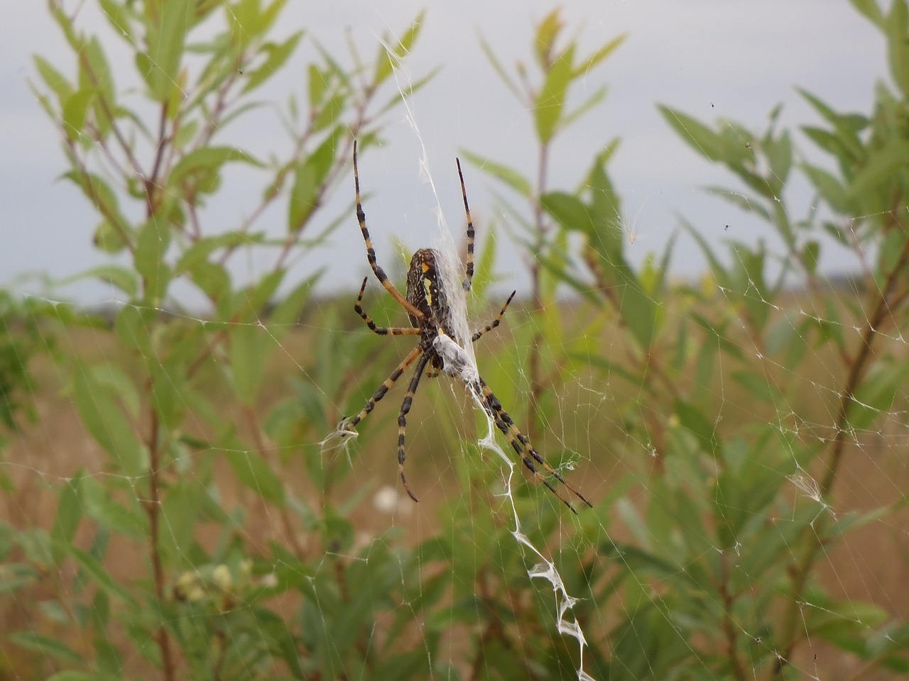 Juostinis Aukso Voras, Moteris, Internetas, Makro, Vabzdys, Gamta, Voratinklis, Plėšrūnas, Arachnid, Laukinė Gamta