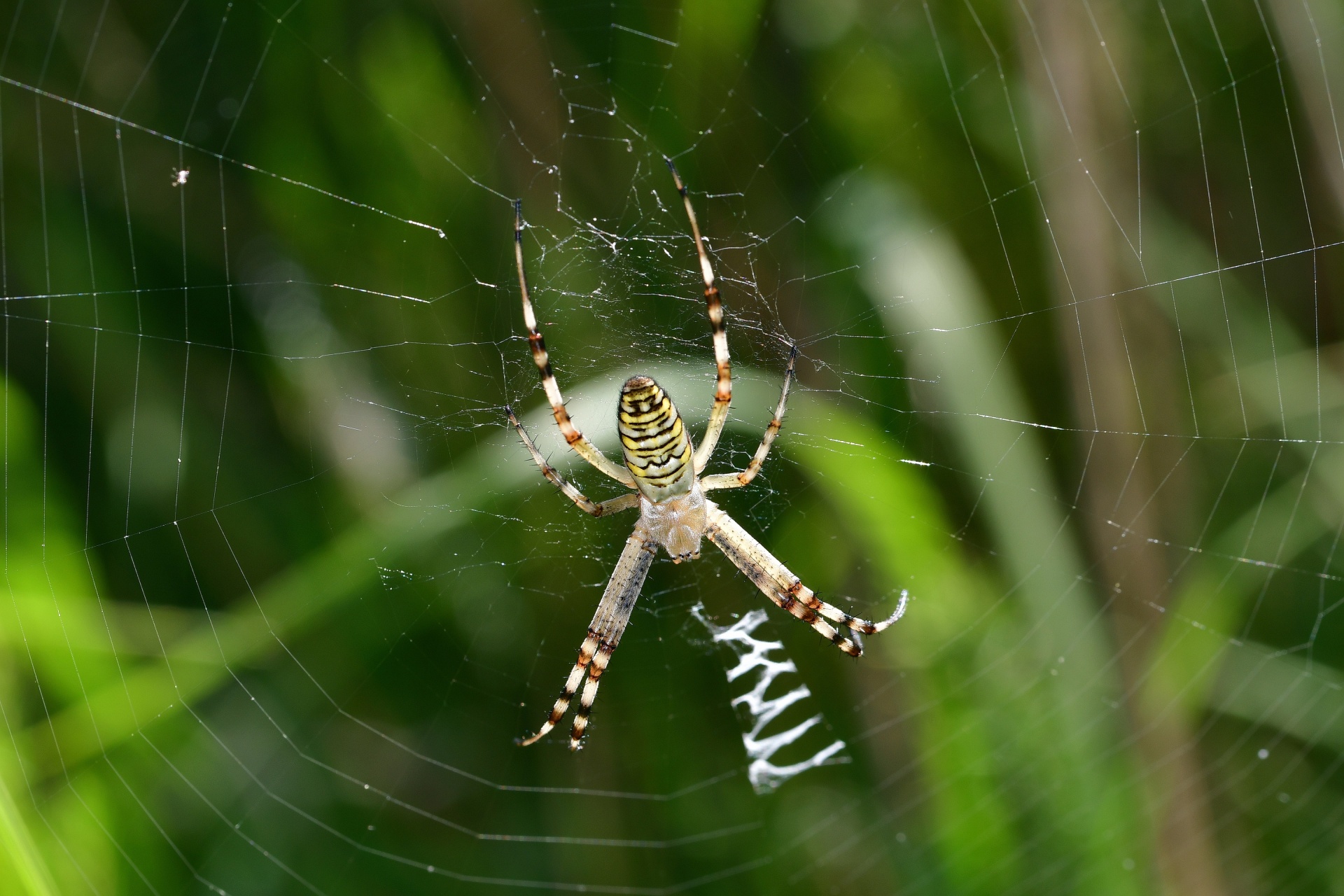 Voras,  Juostos,  Sodas,  Internetas,  Lauke,  Uždaryti & Nbsp,  Makro,  Arachnid,  Tapetai,  Fonas