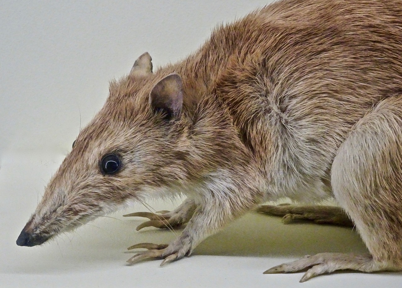 Bandikotas, Marsupial, Australia, Laukinė Gamta, Mielas, Gimtoji, Ilgai, Nosed, Naktinis, Vietiniai