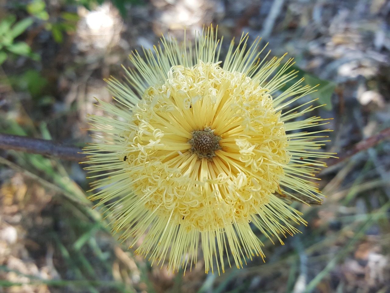 Bankai, Geltona, Flora, Gamta, Gėlė, Australian, Botanika, Nemokamos Nuotraukos,  Nemokama Licenzija