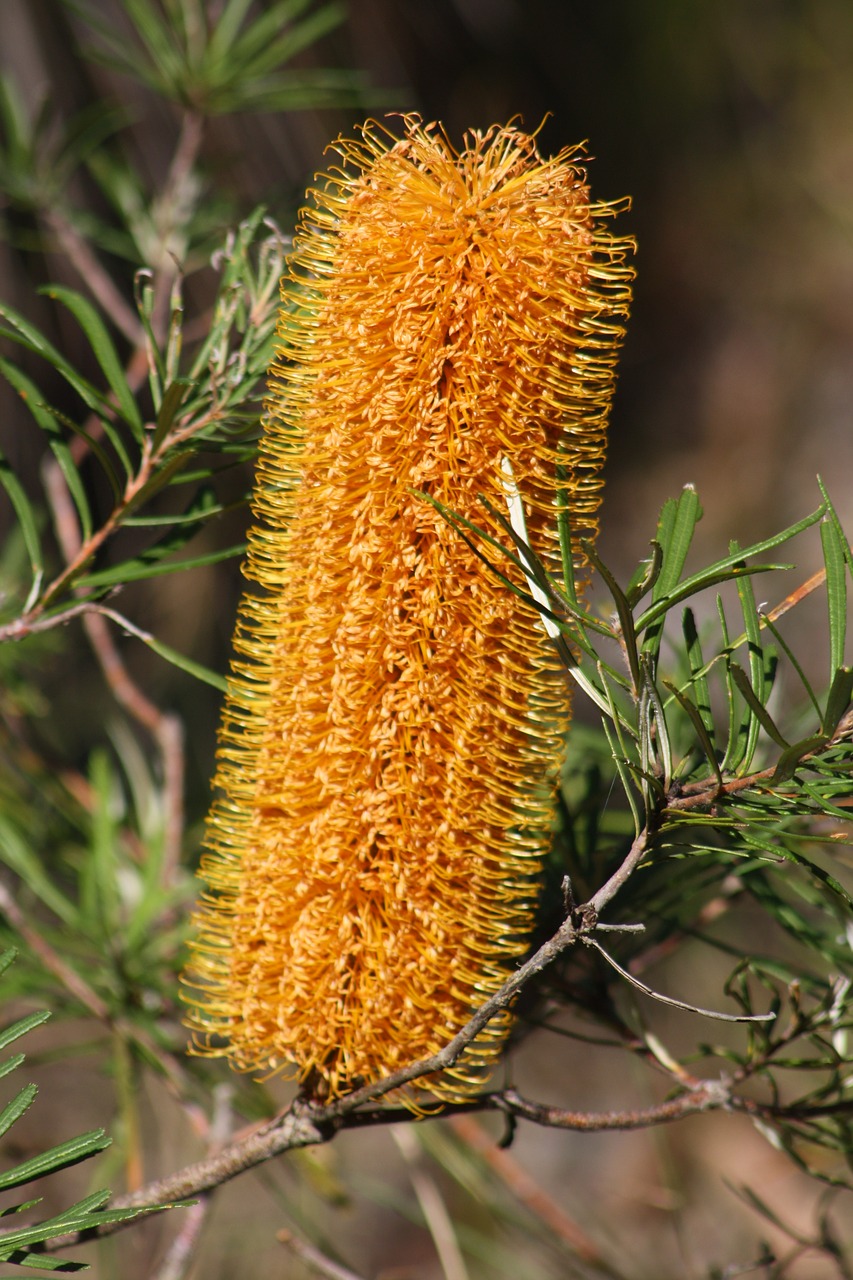 Banksia,  Gėlė,  Geltona,  Australijos,  Krūmas,  Pobūdį,  Floros,  Gyvūnijos,  Brisbenas,  Pritaikymas