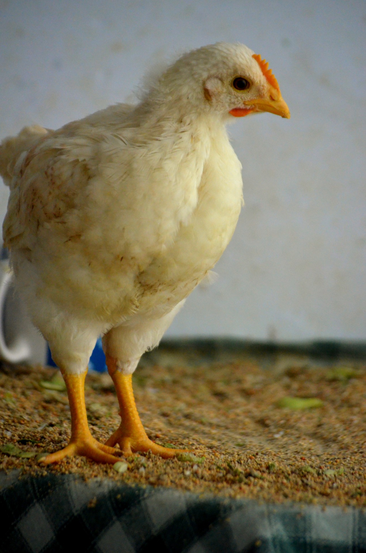 Gyvūnai,  Vištiena,  Prašmatnus,  Bantam,  Jauni & Nbsp,  Vištiena,  Veislė,  Paukščiai,  Bantam Elegantiškas, Nemokamos Nuotraukos