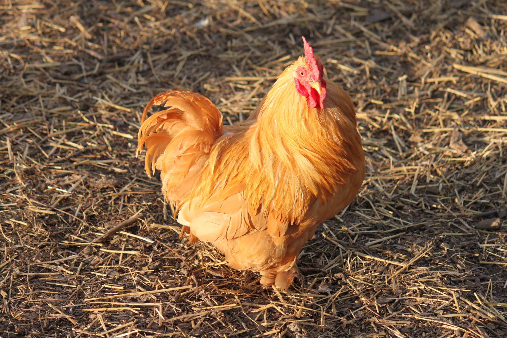 Vištiena,  Viščiukai,  Gaidys,  Pyragaičiai,  Bantam,  Bantams,  Kočinas,  Cochins,  Bantam Cochin Gaidys, Nemokamos Nuotraukos