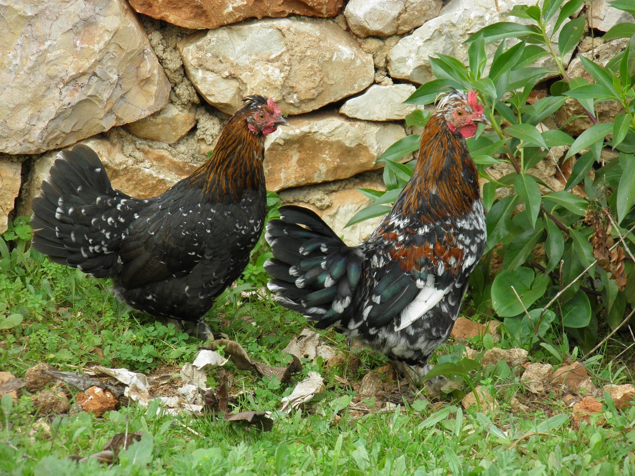 Bantams, Vištiena, Naminiai Paukščiai, Olandų Bantams, Ūkis, Višta, Paukščiai, Kaimas, Spalvinga, Žemdirbystė