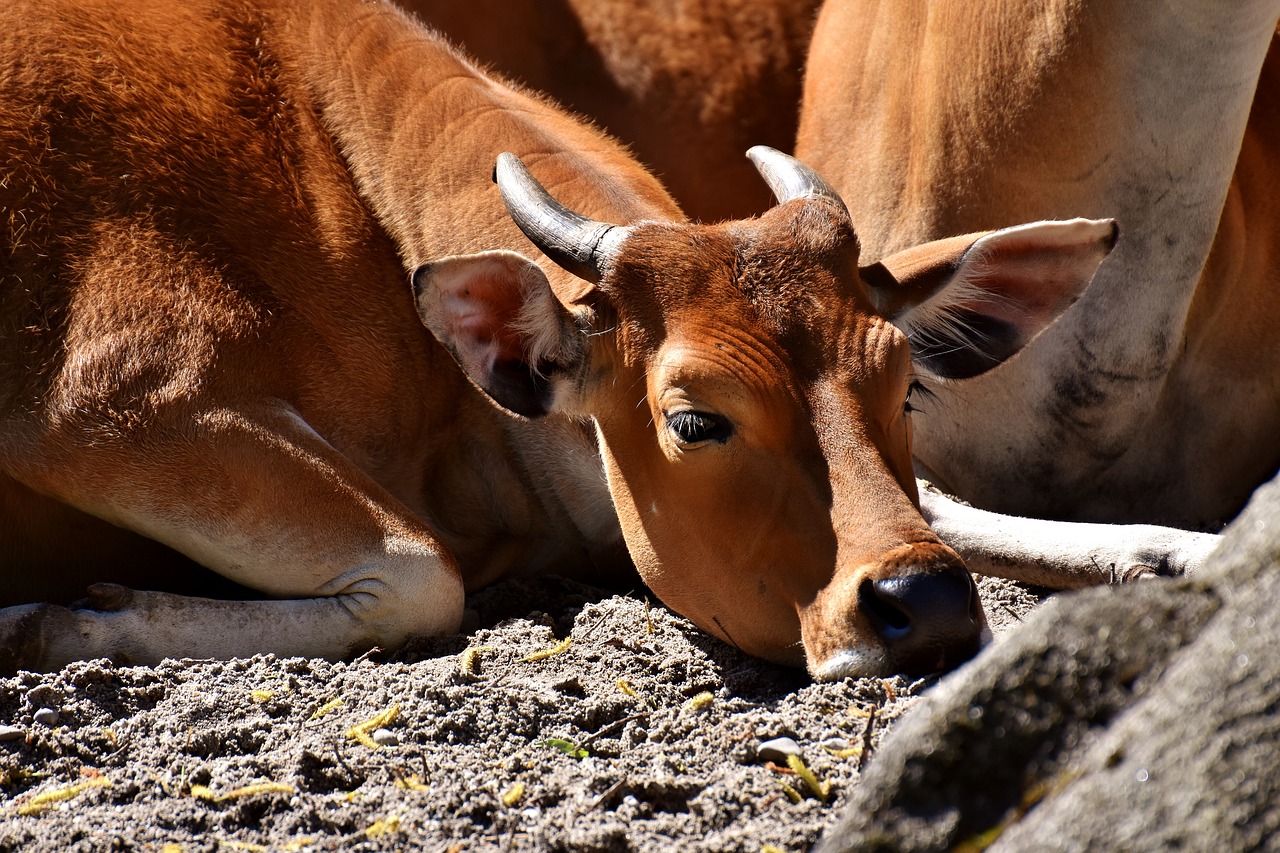 Banteng, Jautiena, Bos Javanicus, Laukiniai, Laukinės Gamtos Fotografija, Zoologijos Sodas, Hellabrunn, Munich, Gyvūnų Portretas, Gamta