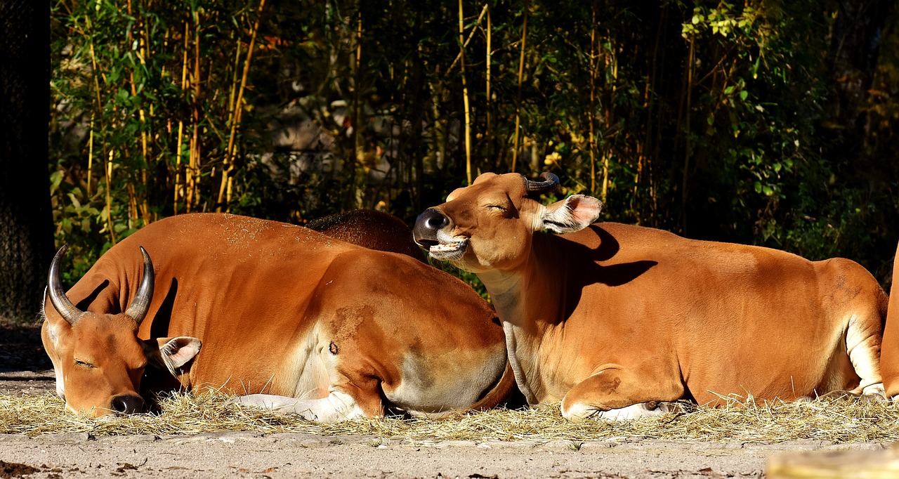 Banteng, Jautiena, Bos Javanicus, Laukiniai, Laukinės Gamtos Fotografija, Zoologijos Sodas, Hellabrunn, Munich, Gyvūnų Portretas, Gamta