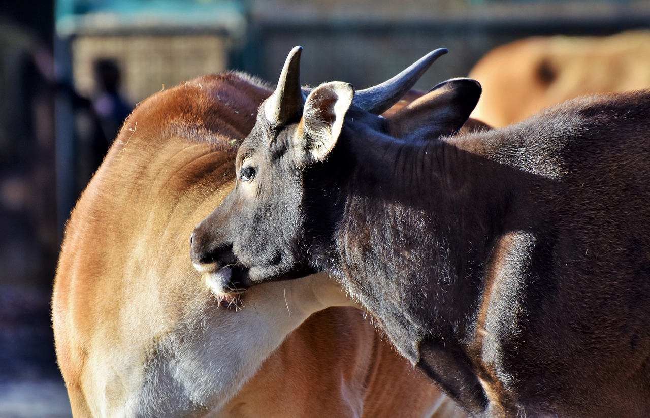 Banteng, Jautiena, Laukiniai, Kuhšnauze, Karvė, Laukinis Gyvūnas, Gyvuliai, Gyvūnas, Ragai, Ganyti