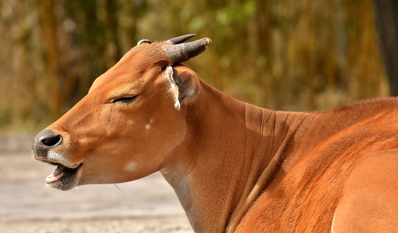 Banteng,  Jautiena,  Bos Javanicus,  Laukinių,  Zoo,  Hellabrunn,  Gyvūnų Portretas,  Pobūdį,  Laukinis Gyvūnas,  Gyvūnas