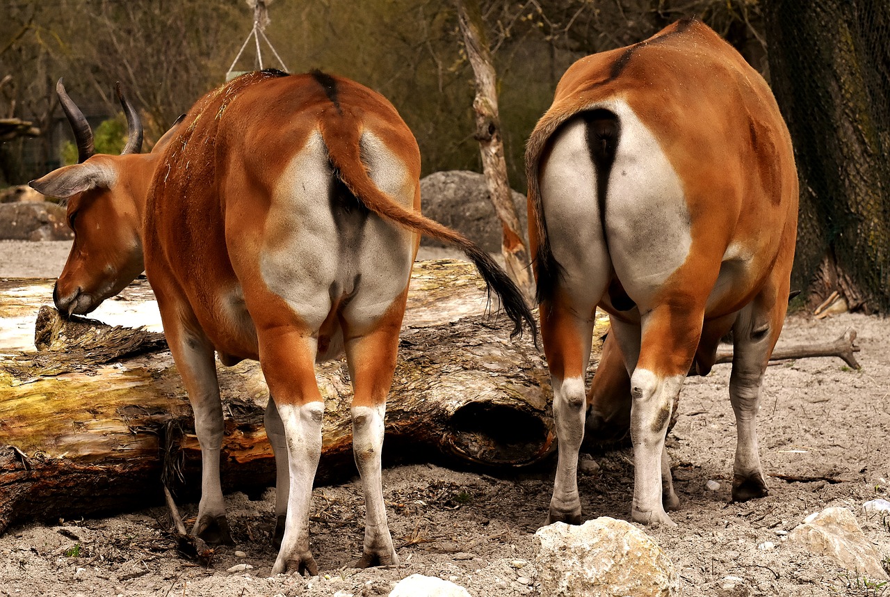 Banteng,  Jautiena,  Bos Javanicus,  Miegoti,  Laukinių,  Zoo,  Hellabrunn,  Gyvūnų Portretas,  Pobūdį,  Laukinis Gyvūnas