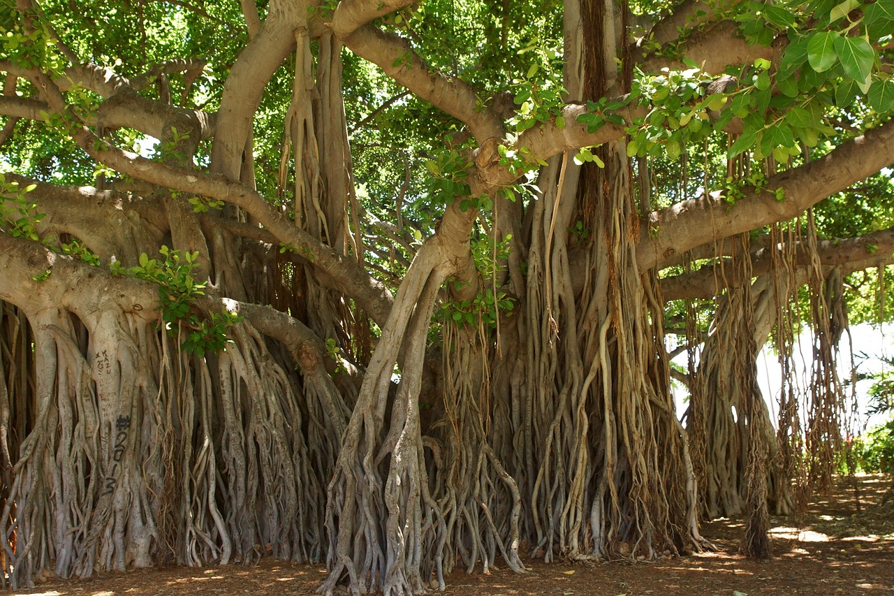 Banyan Tree, Honolulu, Hawaii, Nemokamos Nuotraukos,  Nemokama Licenzija