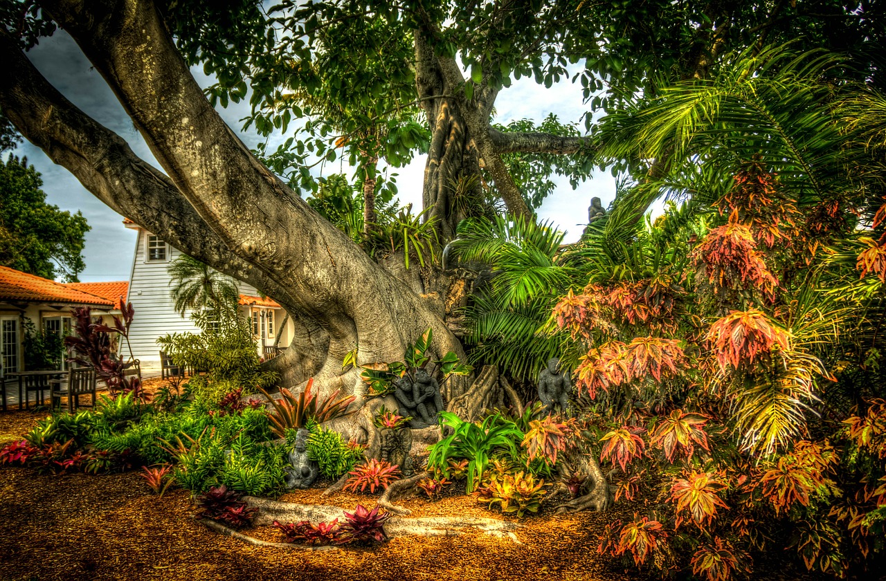 Banyan Tree, South Florida, Shangri-La, Medis, Gamta, Aplinka, Lapai, Nemokamos Nuotraukos,  Nemokama Licenzija