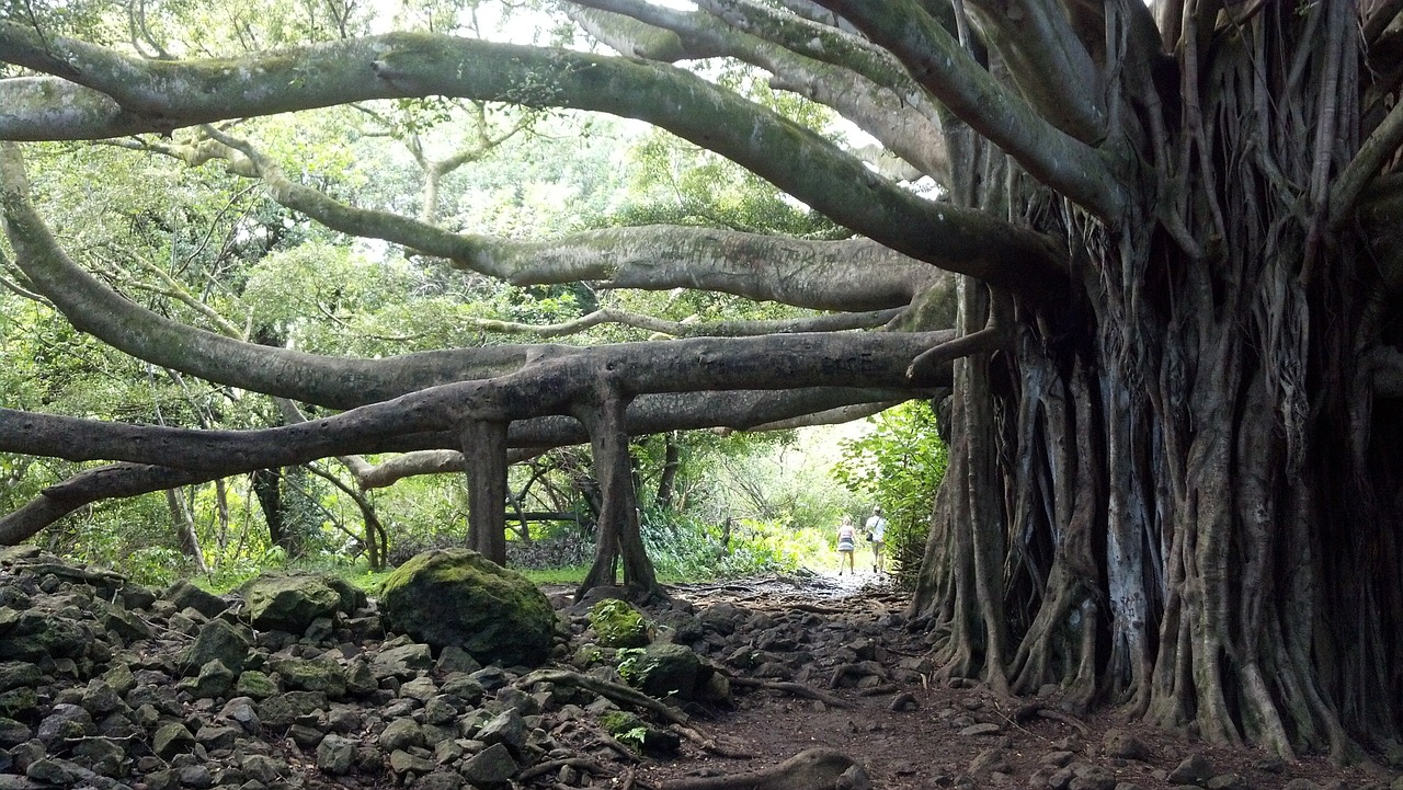 Banyan Tree, Medis, Maui, Hawaii, Banyon, Papludimys, Atogrąžų, Rojus, Banian, Nemokamos Nuotraukos