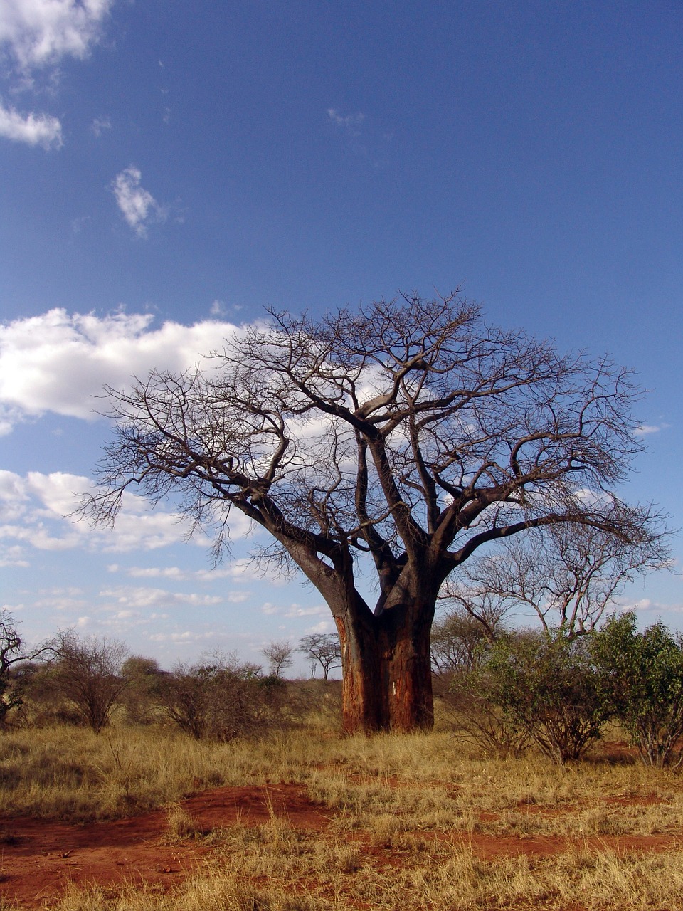 Baobabas, Afrika, Baobab Dino, Medis, Nemokamos Nuotraukos,  Nemokama Licenzija