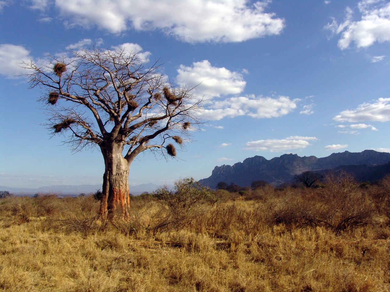 Baobabas, Afrika, Baobab Dino, Medis, Nemokamos Nuotraukos,  Nemokama Licenzija