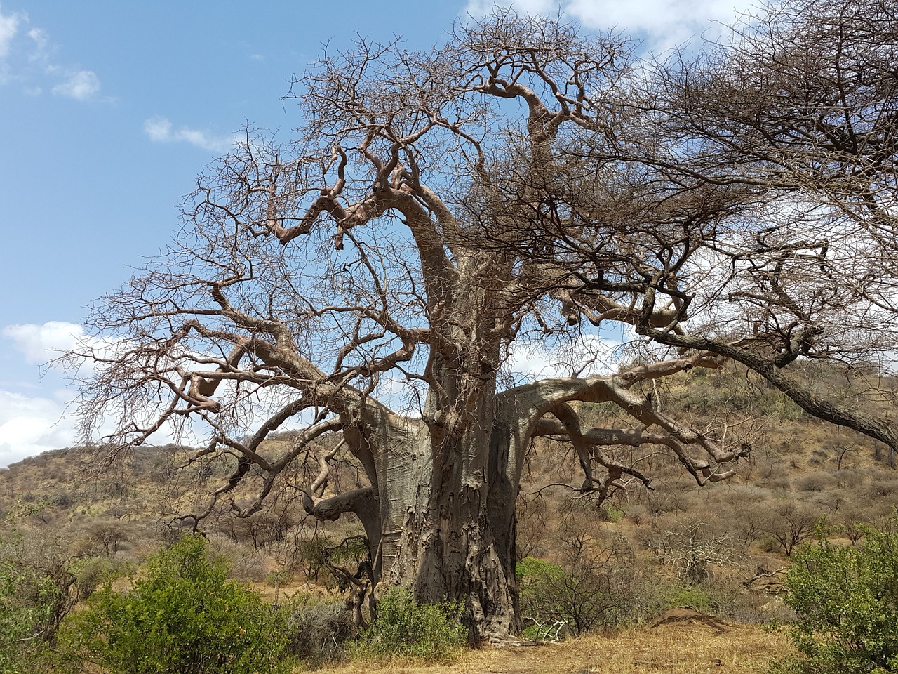 Baobabas, Afrika, Tanzanija, Safari, Gamta, Karater Ngorongoro, Nemokamos Nuotraukos,  Nemokama Licenzija