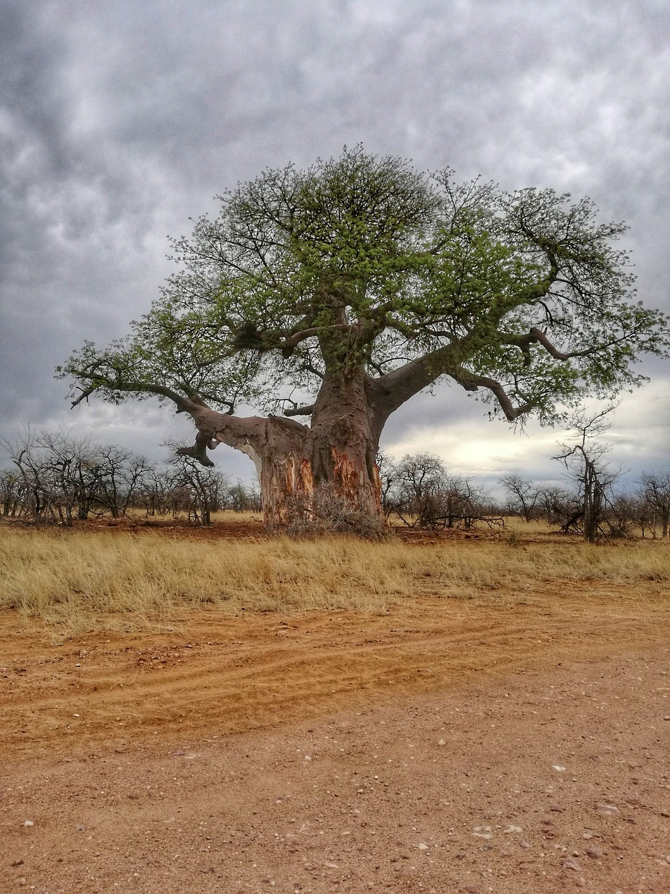 Baobabas, Medis, Afrika, Pietų Afrika, Gamta, Nemokamos Nuotraukos,  Nemokama Licenzija