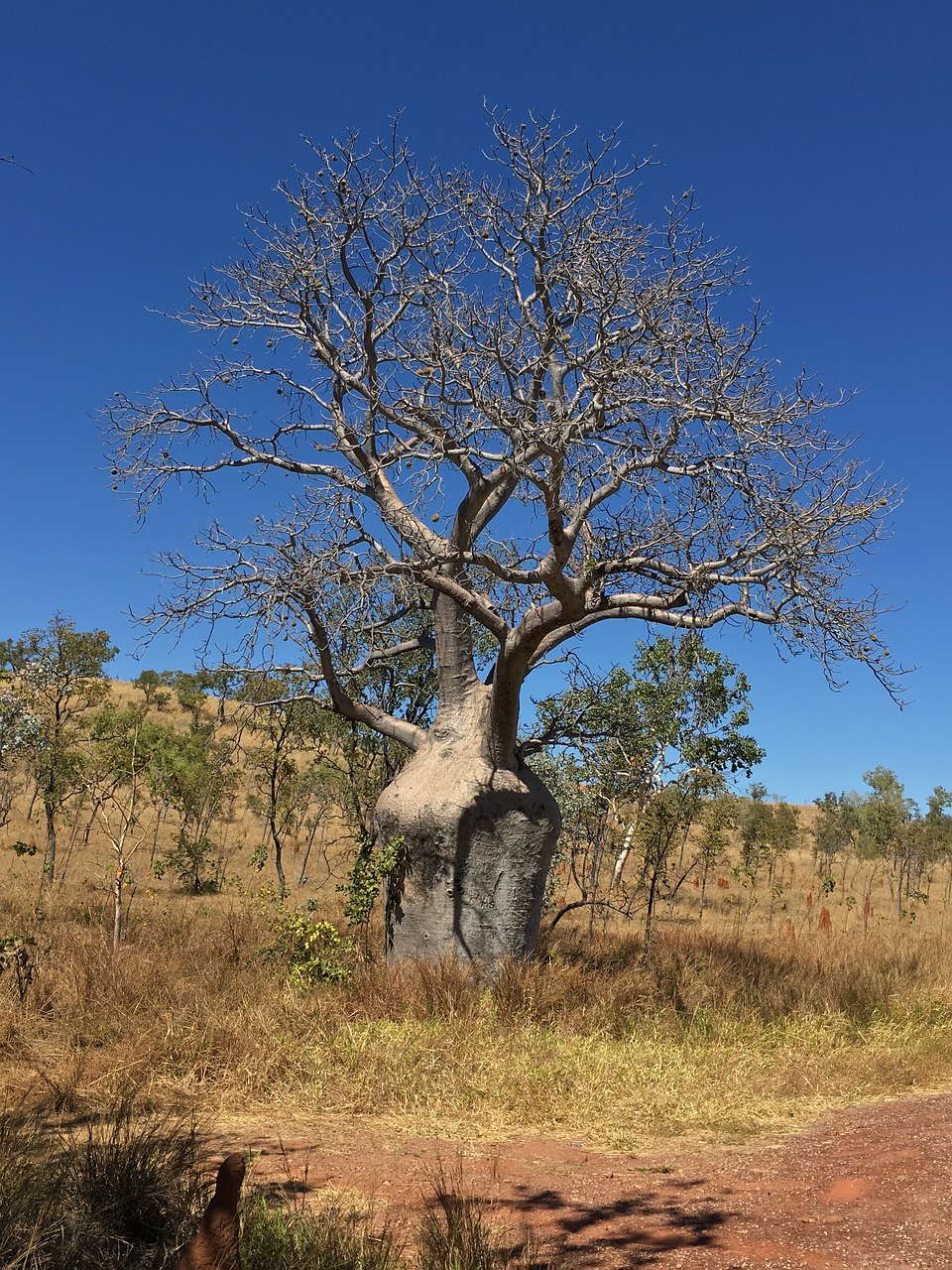Baobabas, Medis, Australia, Nemokamos Nuotraukos,  Nemokama Licenzija