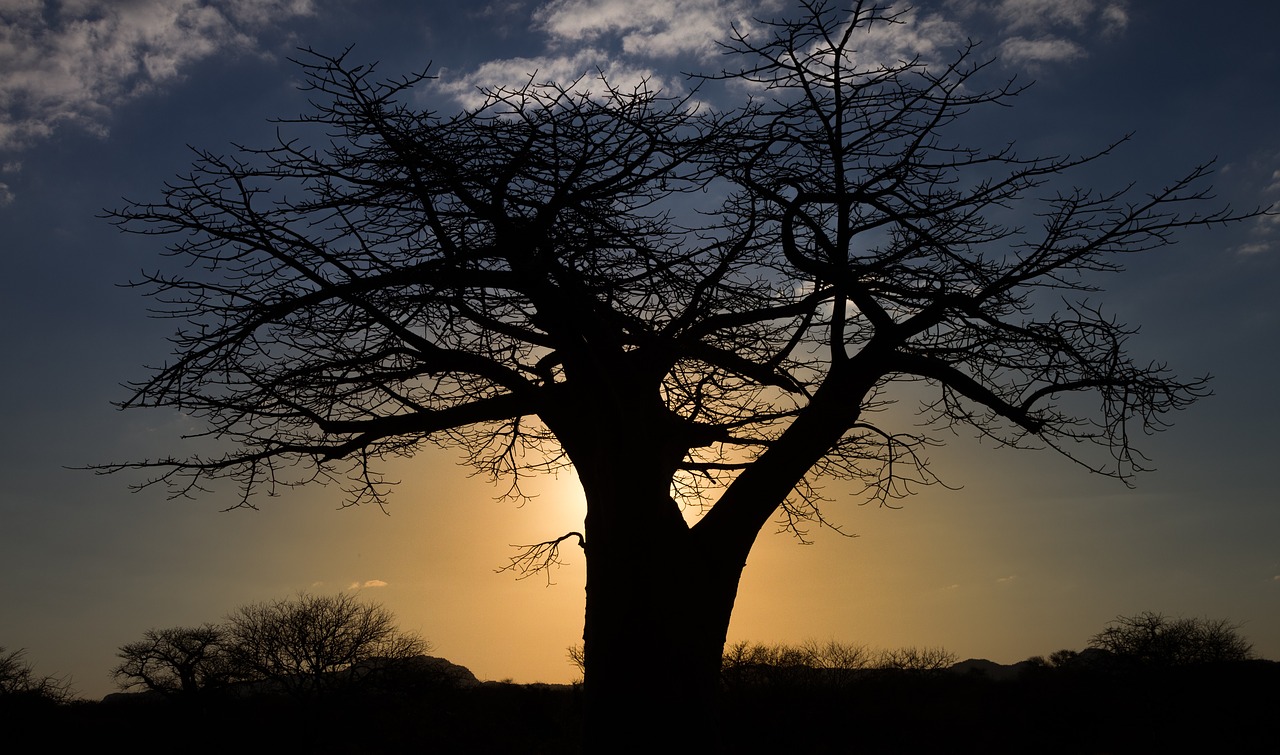 Baobabas, Saulėlydis, Afrika, Gamta, Medis, Kraštovaizdis, Kelionė, Safari, Siluetas, Pietų Afrika