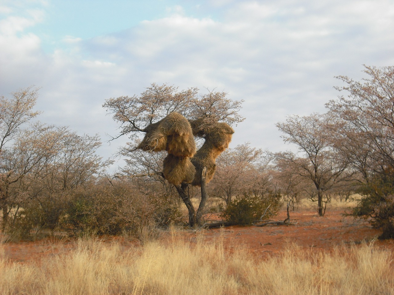 Baobabas, Afrikos, Medis, Nemokamos Nuotraukos,  Nemokama Licenzija