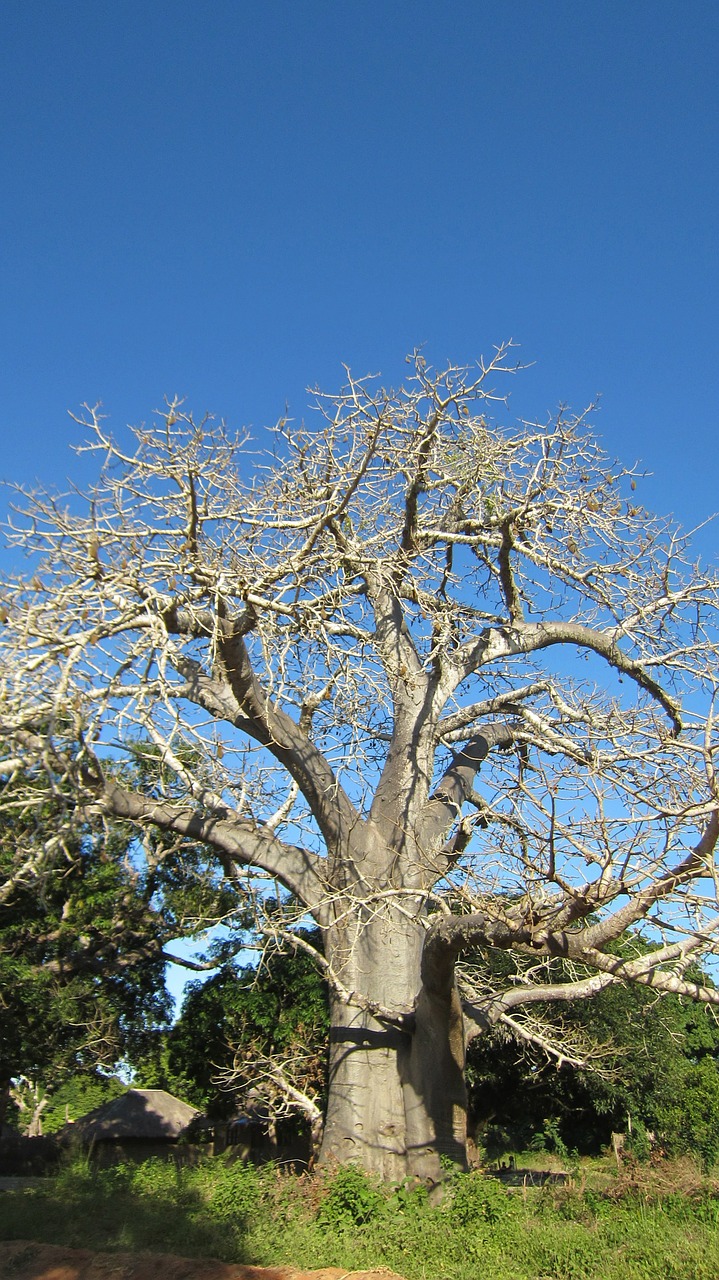 Baobabas, Skraidantis, Afrika, Mėlynas Dangus, Nemokamos Nuotraukos,  Nemokama Licenzija