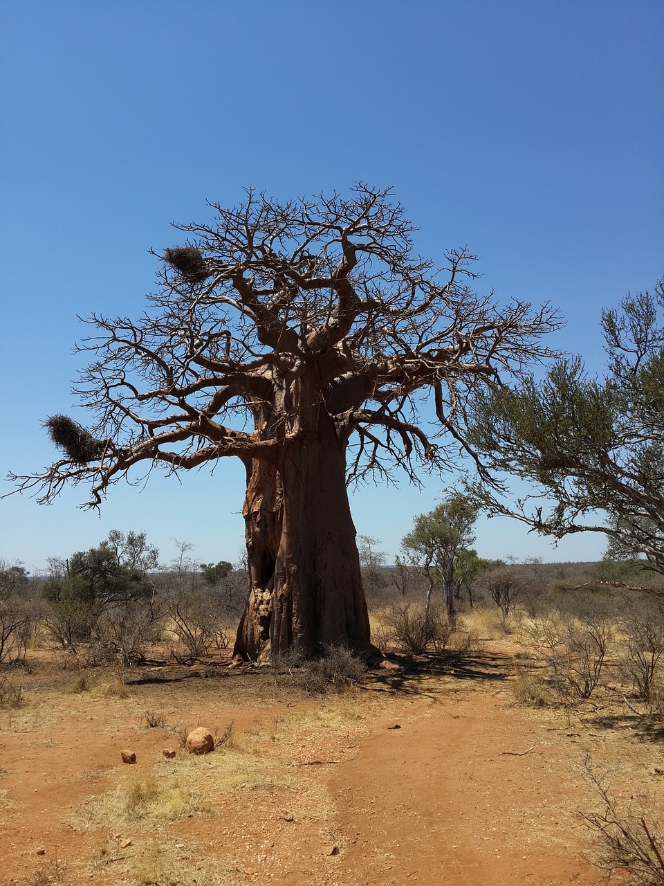 Baobabas, Medis, African Bush, Nemokamos Nuotraukos,  Nemokama Licenzija