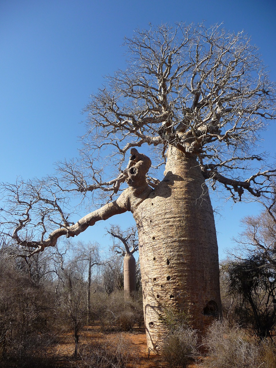Baobabas, Medis, Afrika, Gamta, Nemokamos Nuotraukos,  Nemokama Licenzija