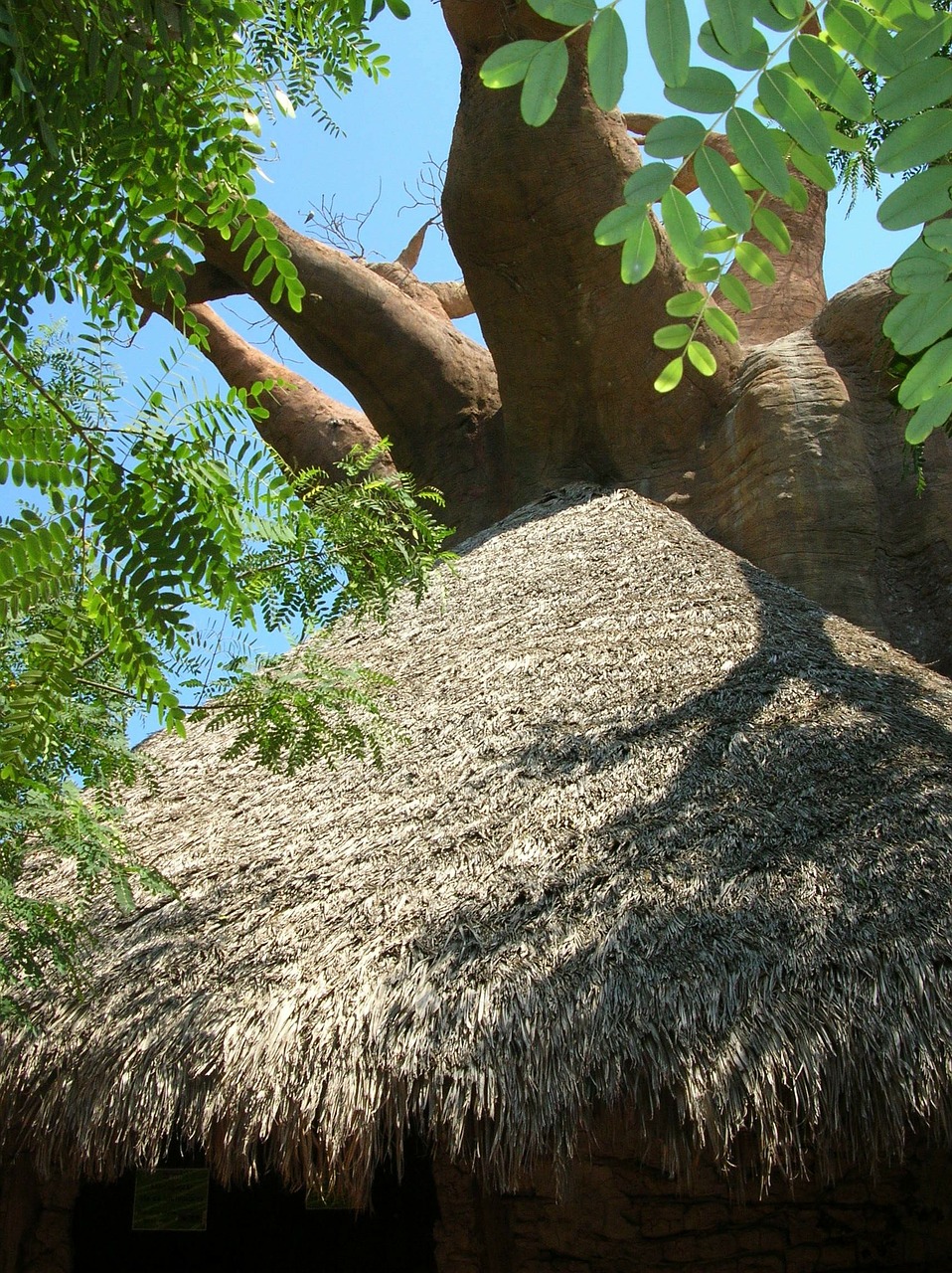 Baobabas, Medis, Kreivas, Namelis, Šiaudai, Nemokamos Nuotraukos,  Nemokama Licenzija