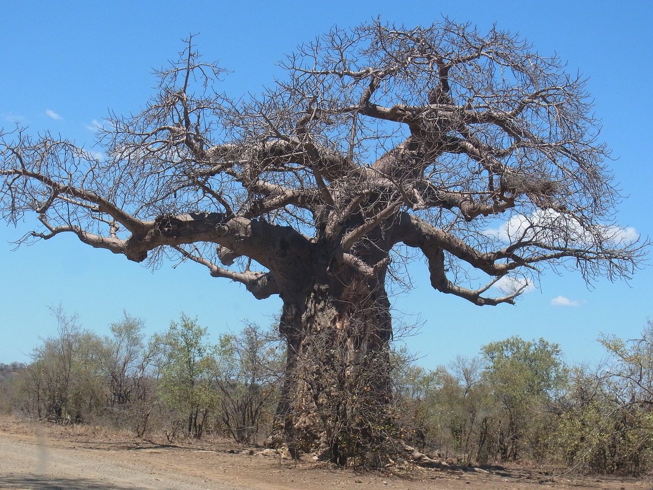 Baobabas, Medis, Afrika, Nemokamos Nuotraukos,  Nemokama Licenzija