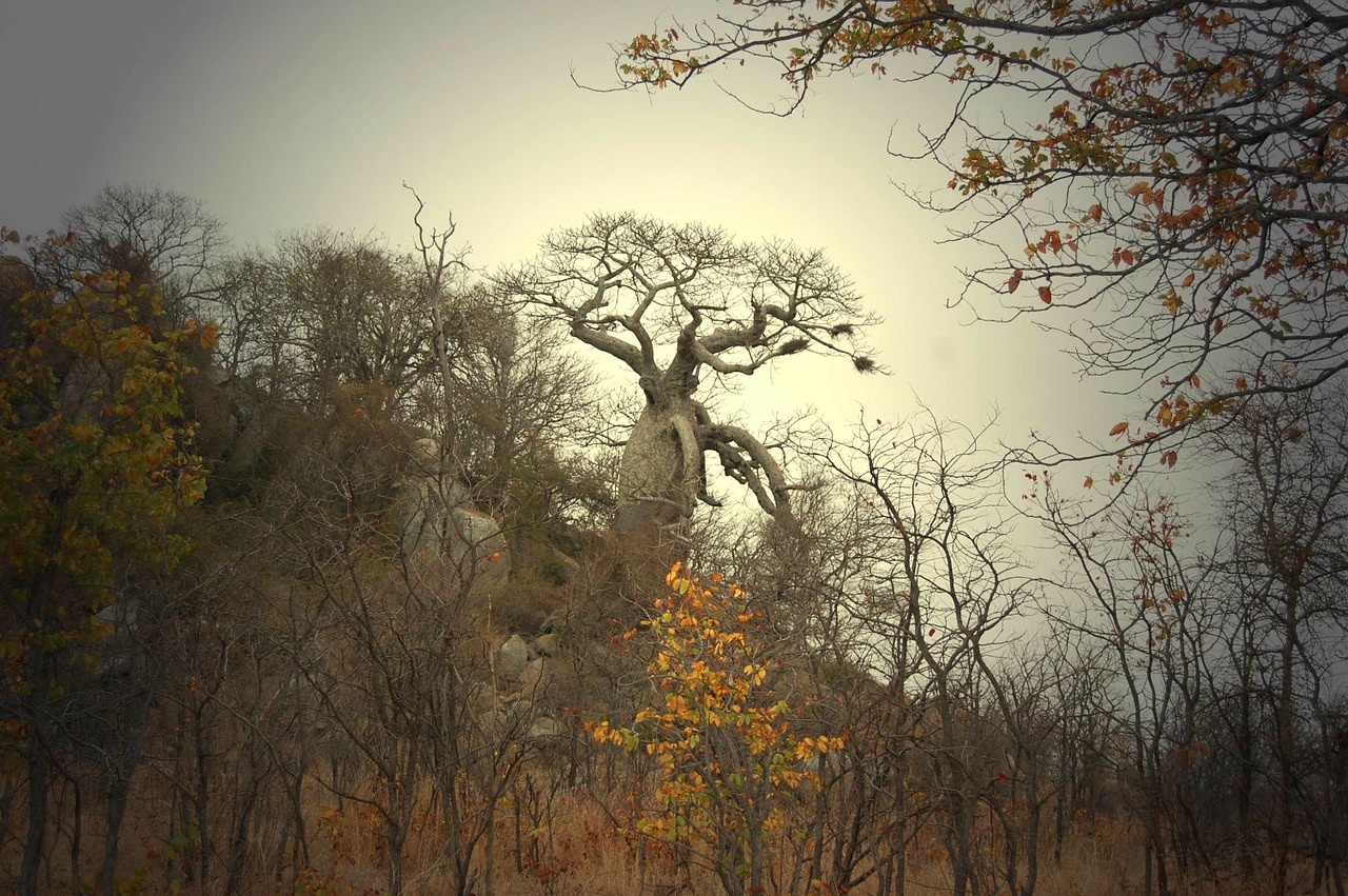 Baobabas, Afrika, Medis, Ekologiškas, Žemdirbystė, Lauke, Aplinka, Bagažinė, Lapai, Filialai