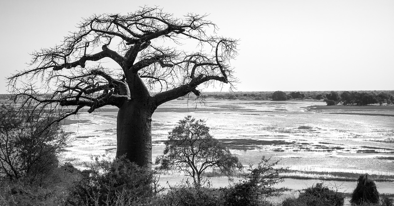 Baobabas, Medis, Siluetuotos, Chobe Upė, Ngomo Tiltas, Pasienio Postas, Botsvana, Sveiki Raktas, Panoraminis, Gamta