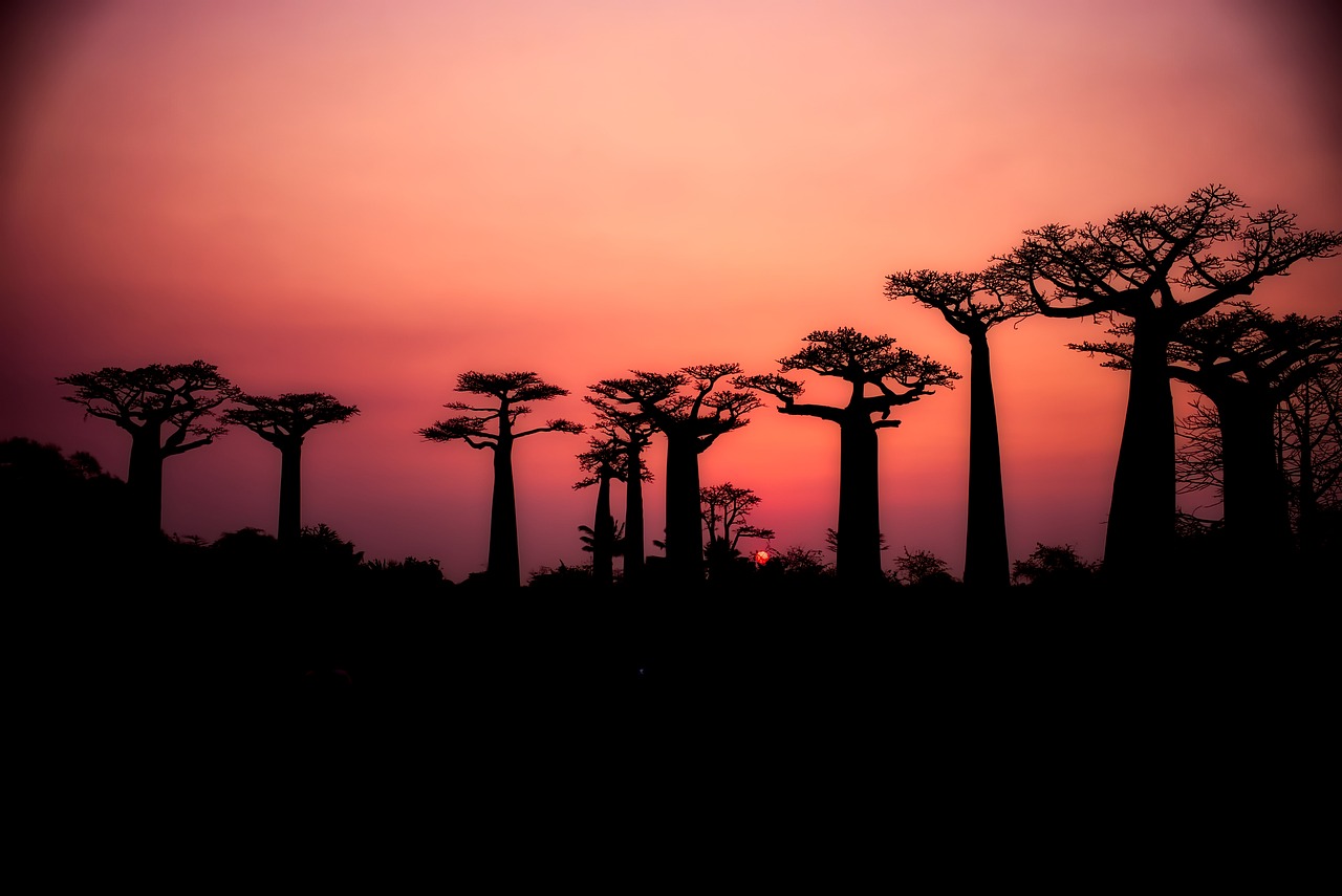 Baobabs, Medžiai, Siluetas, Kraštovaizdis, Saulėlydis, Dusk, Dangus, Debesys, Gamta, Lauke