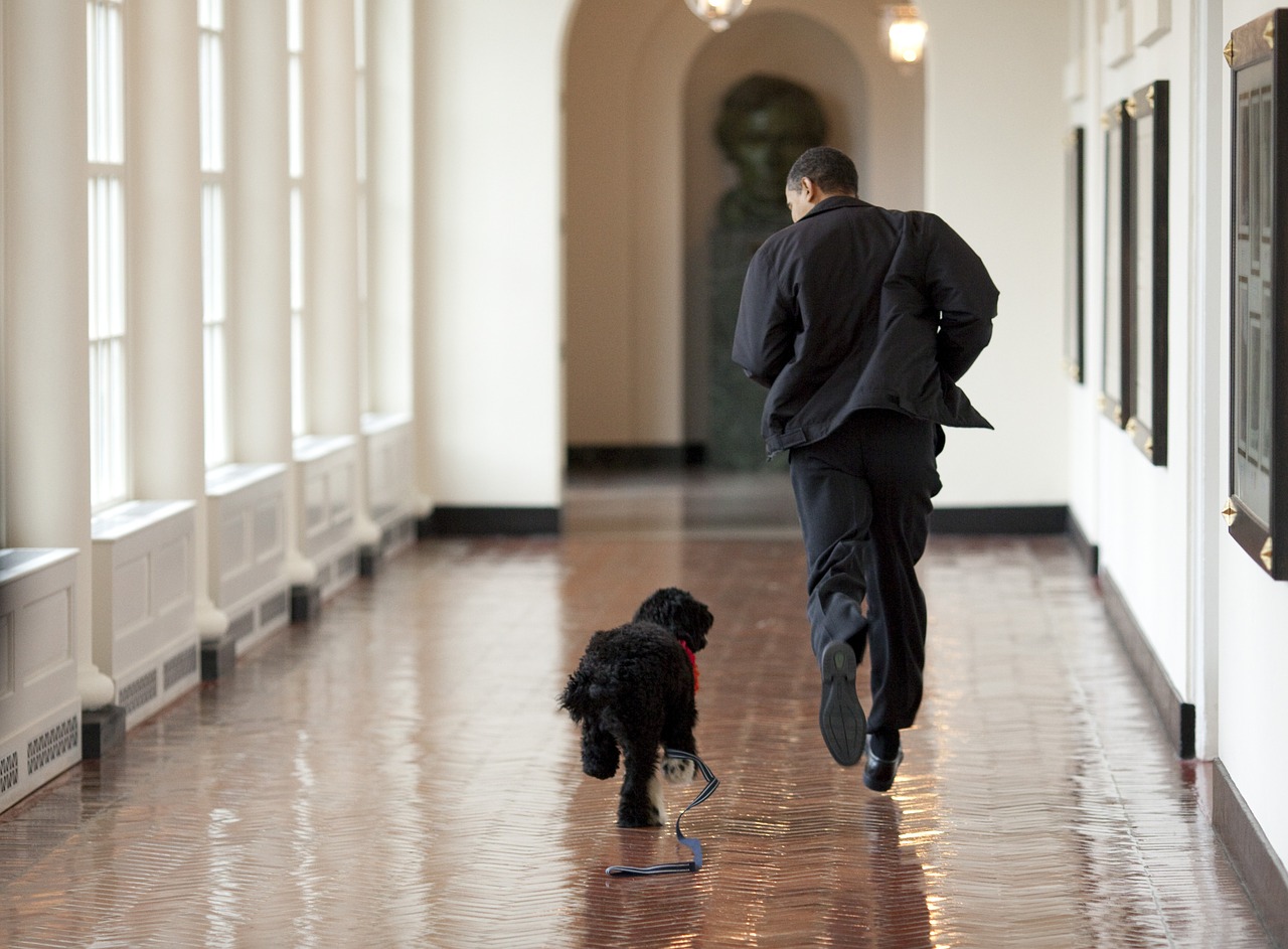 Less Stubborn documentary Barack obama ir bo,žaisti,paleisti,šeimos šuo,portugalų vandens šuo -  nemokamos nuotraukos. Mediakatalogas.lt