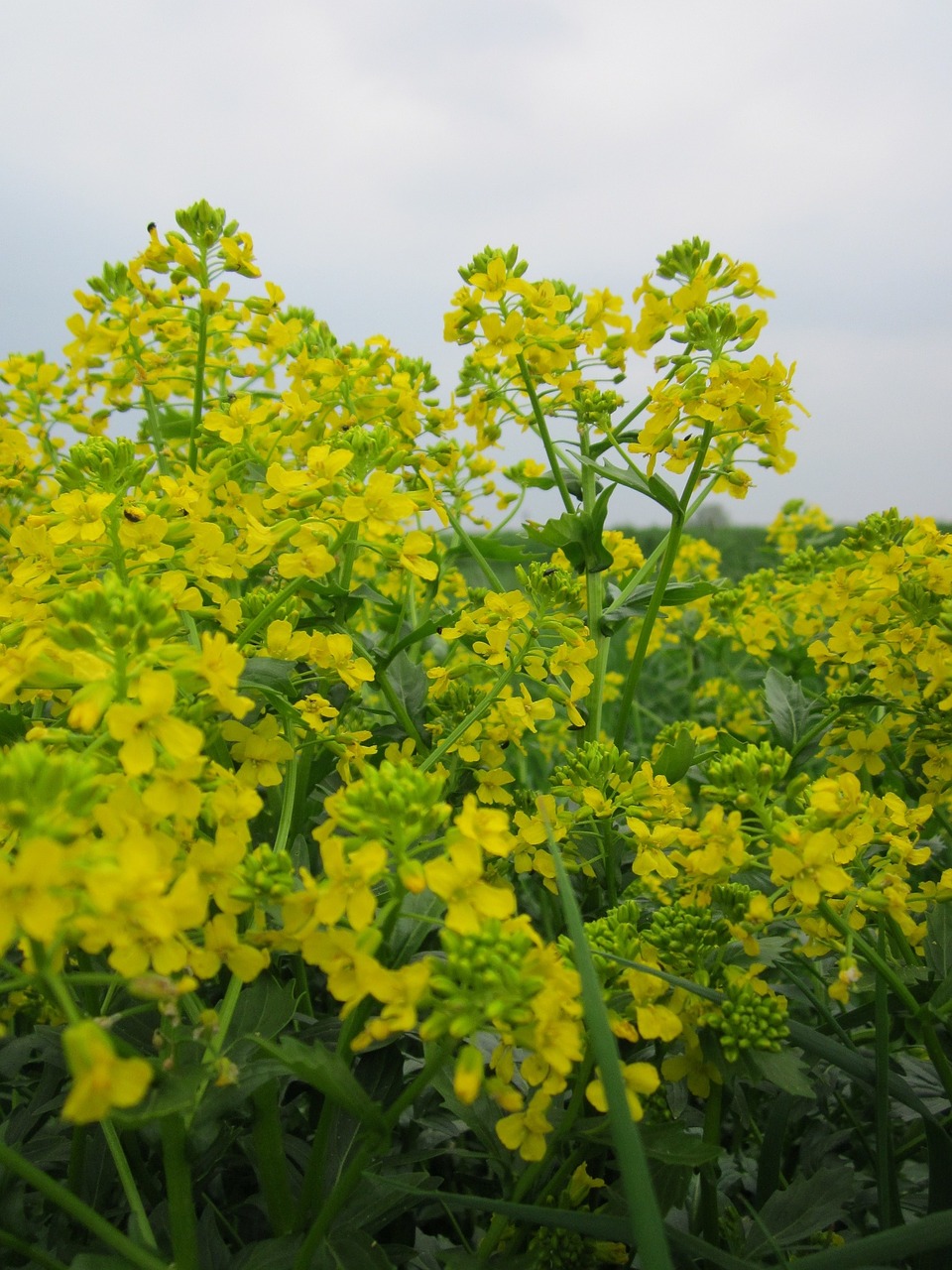 Barbarea Vulgaris,  Bittercress,  Žolelių Barbara,  Rocketcress,  Geltona Raketraukė,  Žiemos Raketos,  Suvynioti Raketos,  Wildflower,  Žydi,  Flora