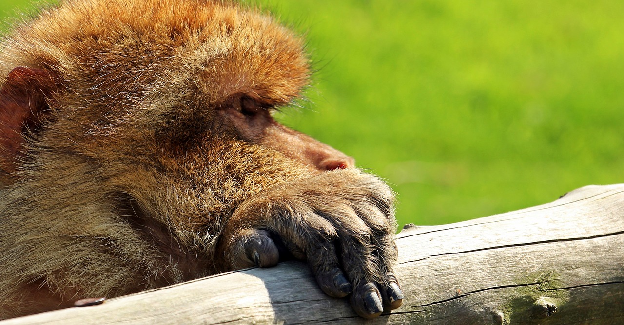 Barbary Ape, Beždžionė, Primatas, Gyvūnas, Portretas, Gamta, Mąstymas, Žinduolis, Svajingas, Sąmoningas