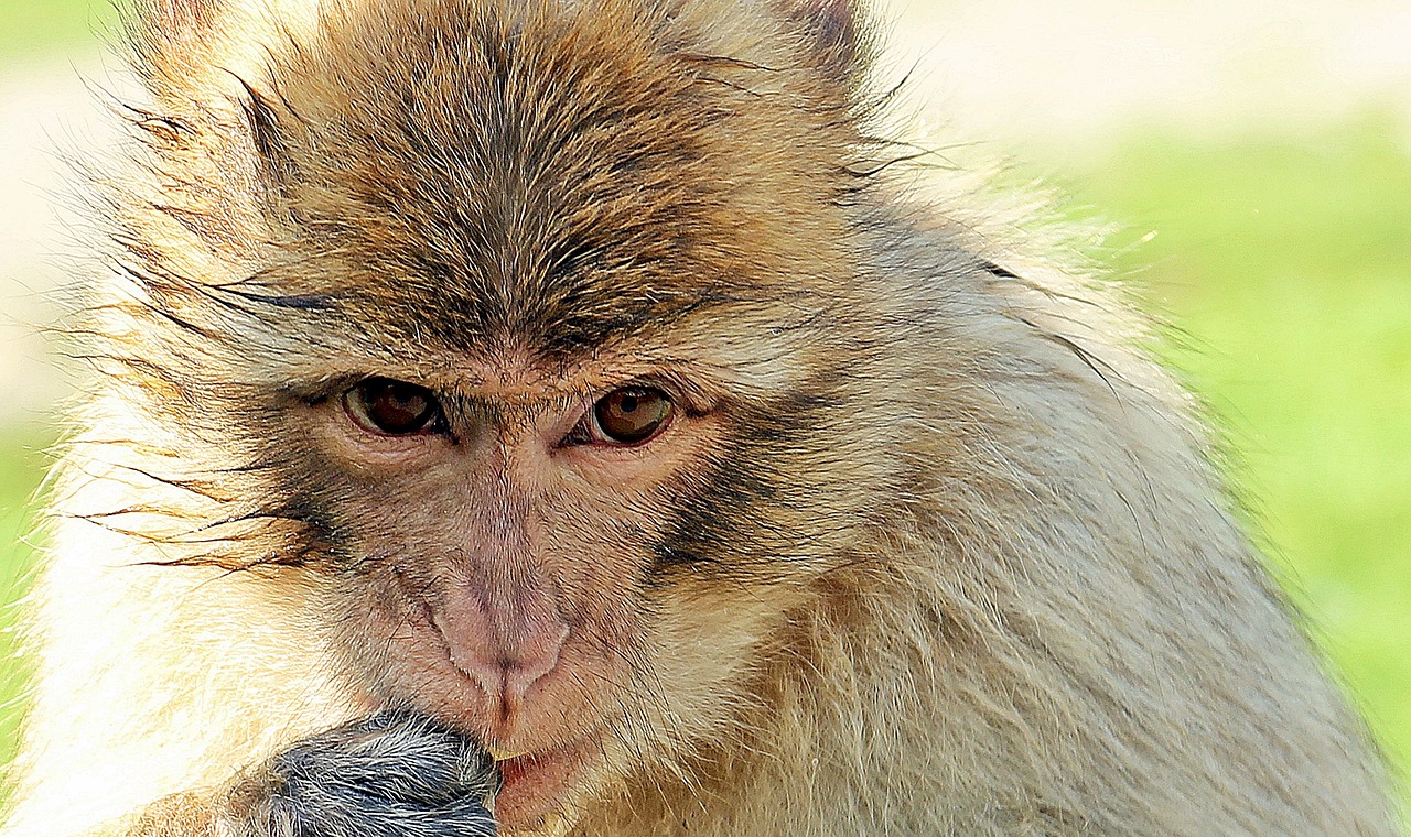 Barbary Ape, Beždžionė, Primatas, Jaunas Gyvūnas, Gyvūnas, Portretas, Gamta, Mąstymas, Žinduolis, Svajingas