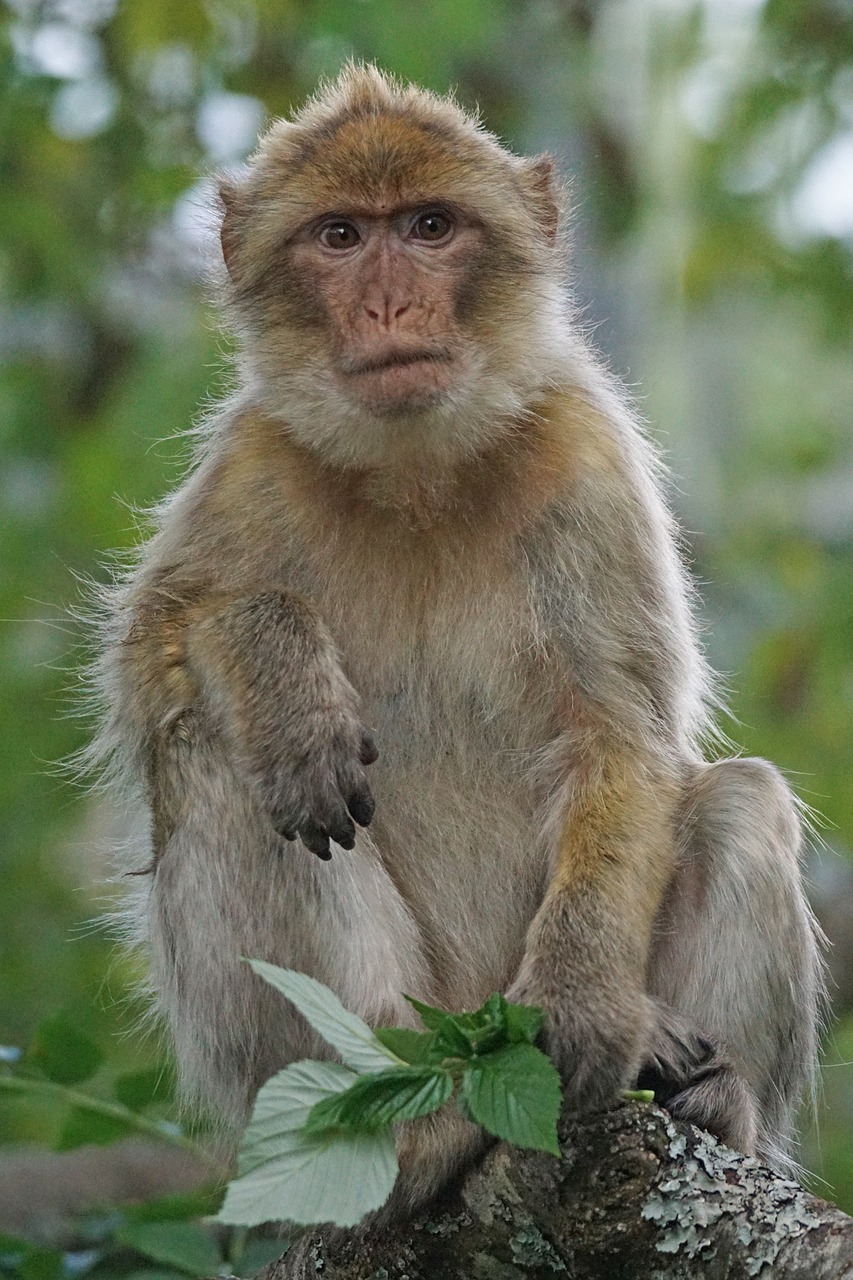 Barbary Ape, Senojo Pasaulio Beždžionė, Primatai, Pavia Patinka, Omnivore, Kalnai, Gibraltaras, Marokas, Algeria, Laukinės Gamtos Fotografija