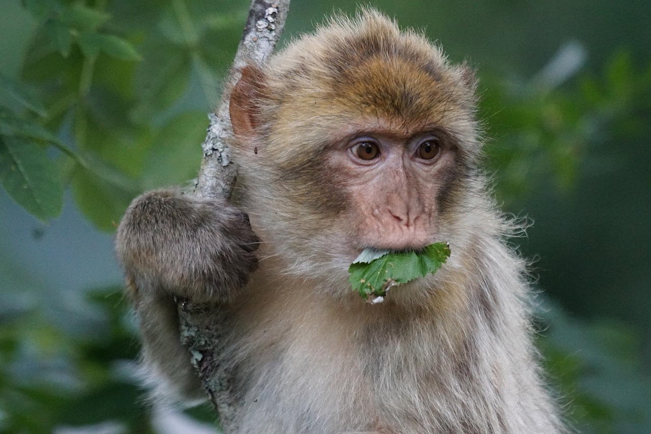 Barbary Ape, Senojo Pasaulio Beždžionė, Primatai, Pavia Patinka, Omnivore, Kalnai, Gibraltaras, Marokas, Algeria, Laukinės Gamtos Fotografija